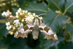 Mimas tiliae - Lime Hawk-moth, Woodside Nurseries, Austerfield.