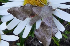 Laothoe populi, -  Poplar Hawk-moth, Intake, Doncaster