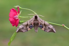 Smerinthus ocellata - Eyed Hawk-moth, Woodside Nurseries, Austerfield.