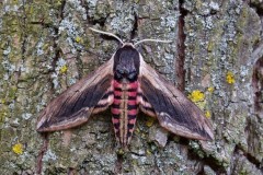 Sphinx ligustri - Privet Hawk-moth, Woodside Nurseries, Austerfield.