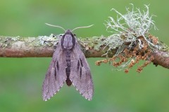 Sphinx pinastri - Pine Hawk-moth, Woodside Nurseries, Austerfield.
