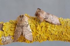 Achlya flavicornis - Yellow Horned, Woodside Nurseries, Austerfield.