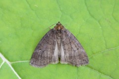 Ochropacha duplaris - Common Lutestring, Woodside Nurseries, Austerfield.