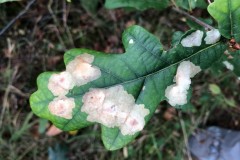 Tischeria ekebladella - Blotch Mine Moth, Denaby Ings