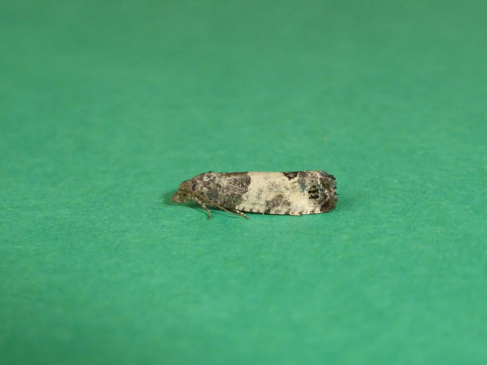 Spilonota ocellana - Bud Moth - Kirk Smeaton
