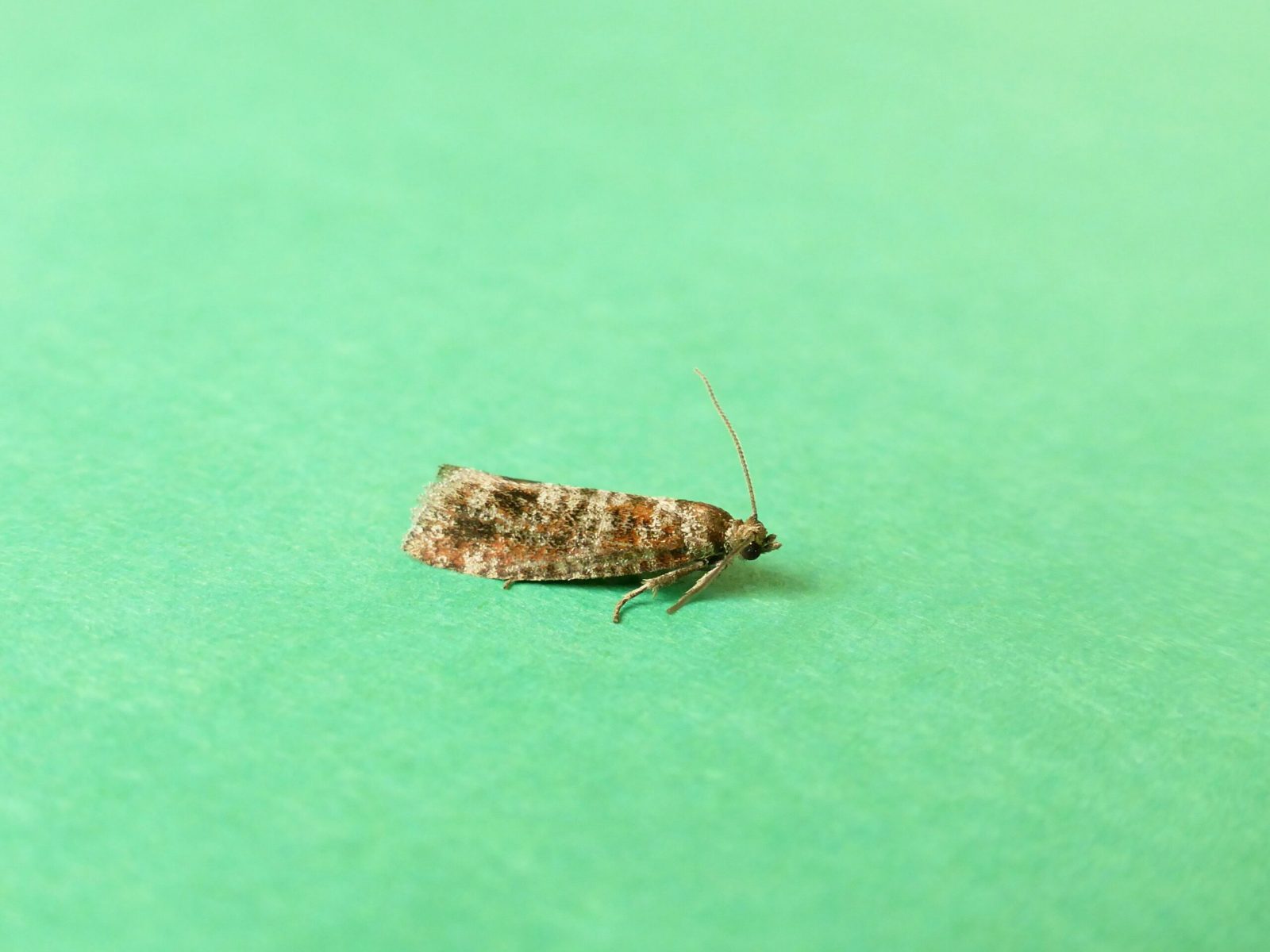 Rhyacionia pinivorana - Spotted Shoot Moth - Kirk Smeaton