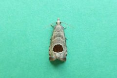 Notocelia uddmanniana - Bramble Shoot Moth - Kirk Smeaton