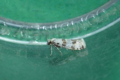 Scythropia crataegella - Hawthorn Moth - Kirk Smeaton