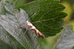 Argyresthia geodartella, Lindrick Common