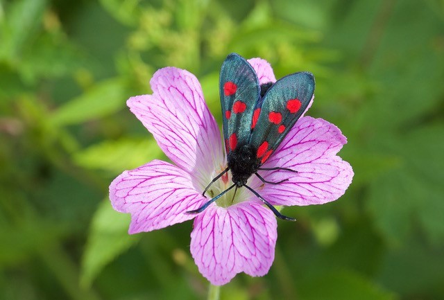 Zygaena lonicerae - Narrow-bordered Five-spot Burnet Moth, Woodside Nurseries, Austerfield.
