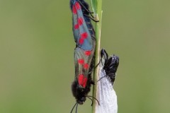 Zygaena filipendulae - Six-spot Burnet mating pair, Chambers Farm Wood, Lincs.