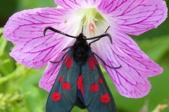 Zygaena lonicerae - Narrow-bordered Five-spot Burnet Moth, Woodside Nurseries, Austerfield.