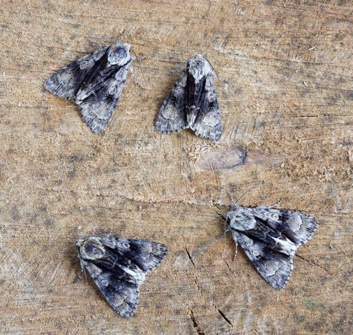 Acronicta alni - Alder Moth, Austerfield.