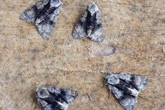 Acronicta alni - Alder Moth, Austerfield.