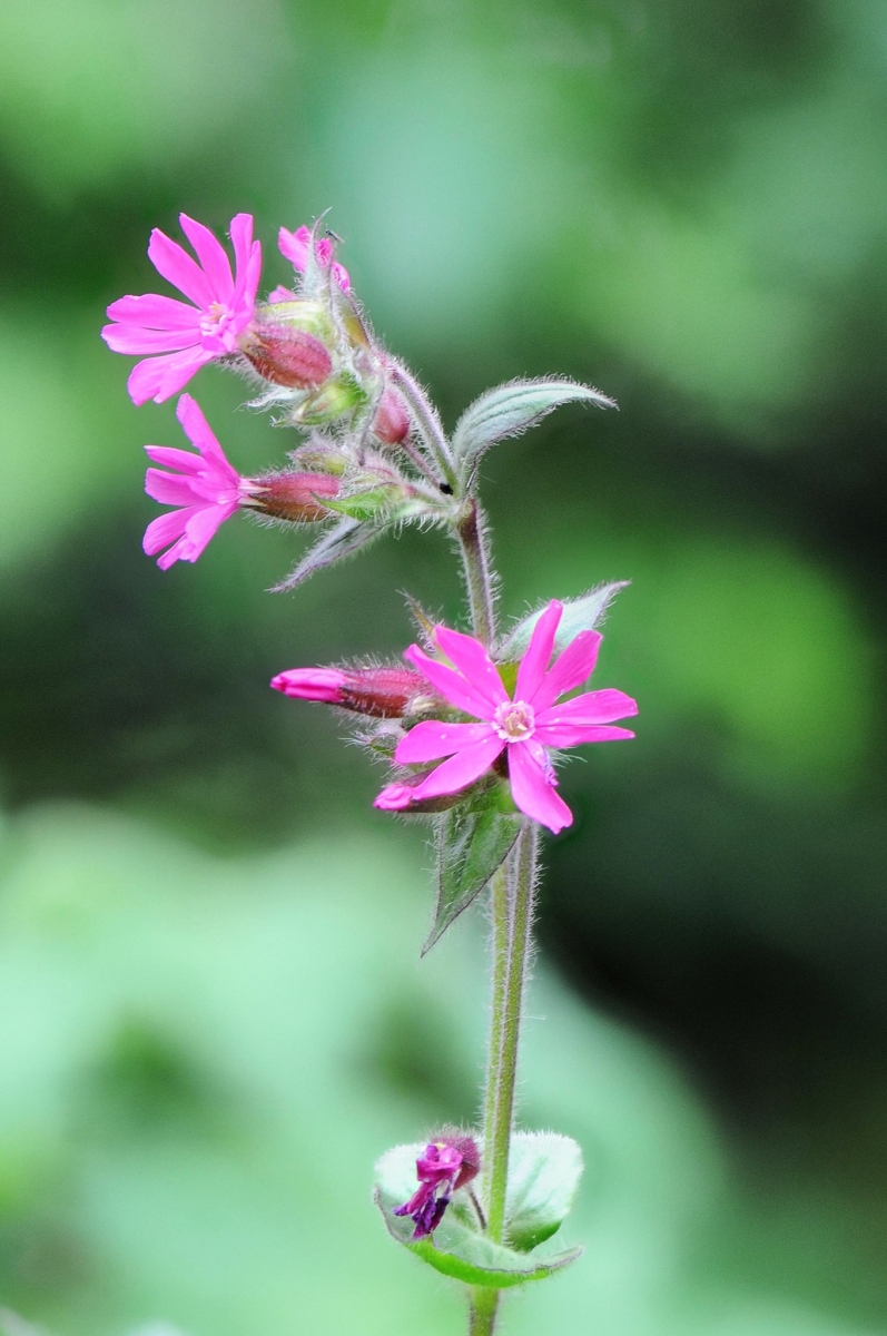 Red Campion-Silene dioica