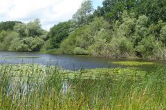 Applehurst Pond, Thorpe Marsh