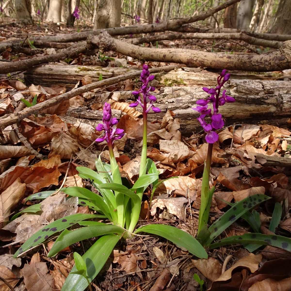 Early Purple Orchid - Orchis mascula, Wadworth Wood.