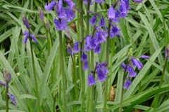 Bluebell- Hyacinthoides non-scriptus, arrow Hills NR, Harwell,