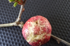 Biorhiza pallida - Oak Apple, Barrow Hills NR, Harwell, Notts.