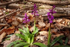Early Purple Orchid - Orchis mascula, Wadworth Wood.