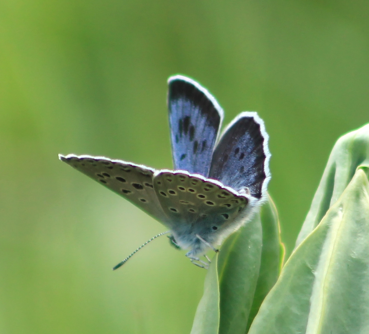 Large Blue - Maculinea arion.