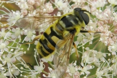 Hoverfly - Myathropa florea, Brandon Marsh, Warwickshire.