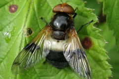 Volucella pellucens, Great Pied Hoverfly, Hartlebury, Common, Worcs.