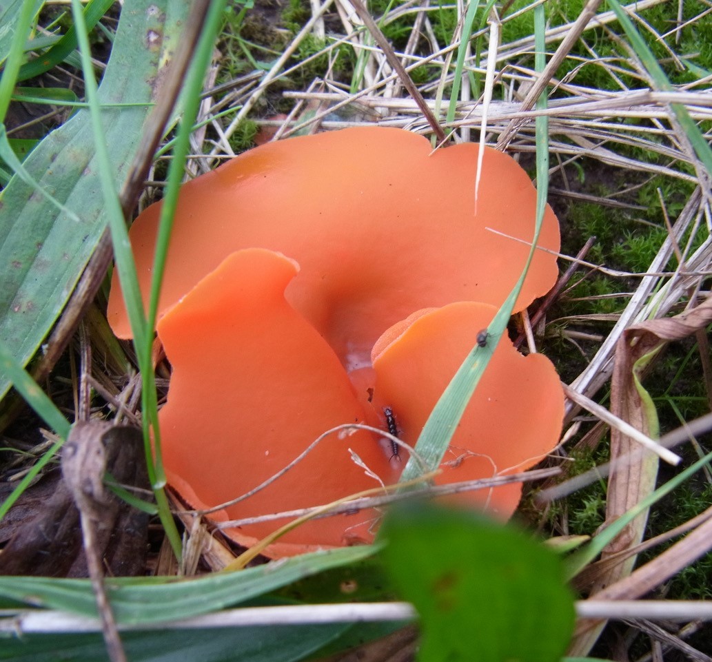 Aleuria aurantia - Orange Peel Fungus, Lindholme.