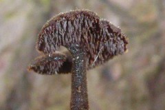 Auriscalpium vulgare - Ear Pick fungus, Almshouses.
