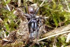 Atypus affinis, Owston Meadow