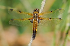 Libellula quadrimaculata -  Four-spotted Chaser, Thorne Moor