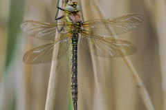 Brachytron pratense - Hairy Dragonfly (teneral female), Thorne Moor