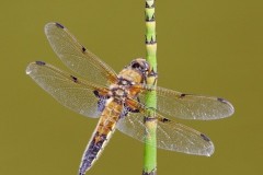 Libellula quadrimaculata - Four-spotted Chaser, Woodside Nurseries, Austerfield.