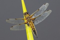 Libellula quadrimaculata - Four-spotted Chaser, Woodside Nurseries, Austerfield.