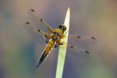 Libellula quadrimaculata - Four-spotted Chaser, YWT Potteric Carr.