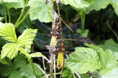 Libulella depressa - Broad-bodied Chasers, YWT Potteric Carr.