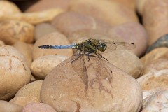 Orthetrum cancellatum - Black-tailed Skimmer, male, Woodside Nurseries, Austerfield.