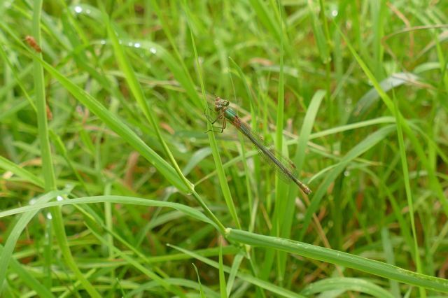 Lestes sponsa - Emerald Damselfly, Thorne Moor