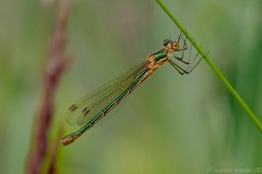 Lestes sponsa - Emerald-Damselfly, Thorne Moor