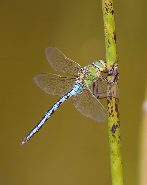Anax imperator - Emperor Dragonfly, (male), Woodside Nurseries, Austerfield.