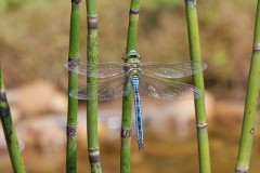 Anax imperator -Emperor Dragonfly, Woodside Nurseries, Austerfield.
