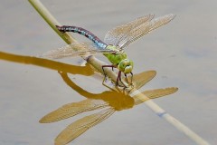 Anax imperator -Emperor Dragonfly, Woodside Nurseries, Austerfield.