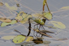Anax imperator - Emperor Dragonfly, YWT Potteric Carr.