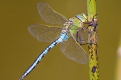 Anax imperator - Emperor Dragonfly, (male), Woodside Nurseries, Austerfield.