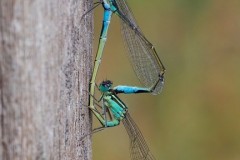Ischnura elegans - Blue-tailed Damselflies, Woodside Nurseries, Austerfield.
