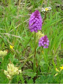 Pyramidal Orchid (Anacamptis pyrimidalis), Edlington Pit Wood.