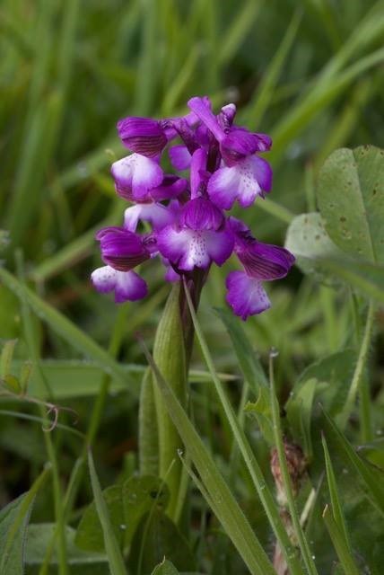 Green-winged Orchids (Anacamptis morio), Haxey.