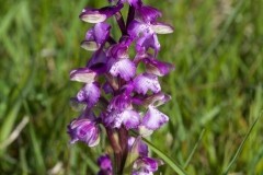 Green-winged Orchids (Anacamptis morio), Haxey.