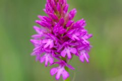 Pyramidal Orchid (Anacamptis pyramidalis), Thorne Moor.