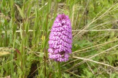 Pyramidal Orchid (Anacamptis pyramidalis), Norton, West Yorkshire.